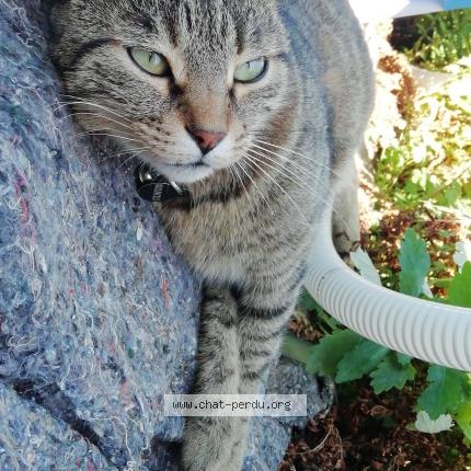 Photo de chat perdu à Pontoise