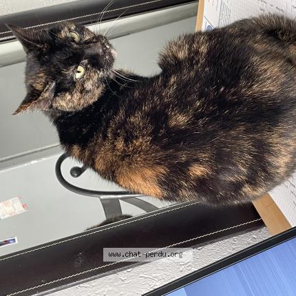 Photo de chat perdu à Vias