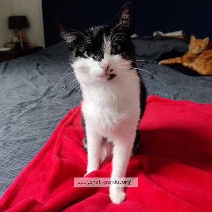 Photo 1/1 Chat retrouvé Perdu à Cambronne Les Clermont