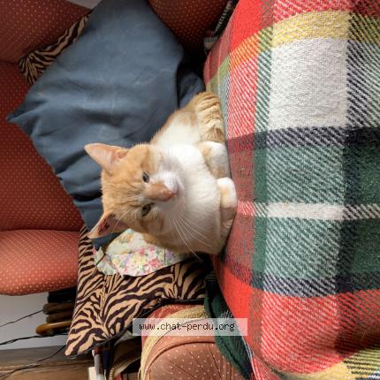 Photo 1/1 Chat retrouvé Perdu à Aigurande