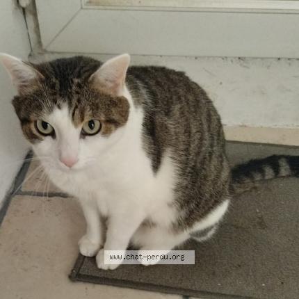 Photo 1/1 Marlou Chat perdu à Soumoulou