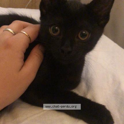 Photo de chat perdu à Montpellier