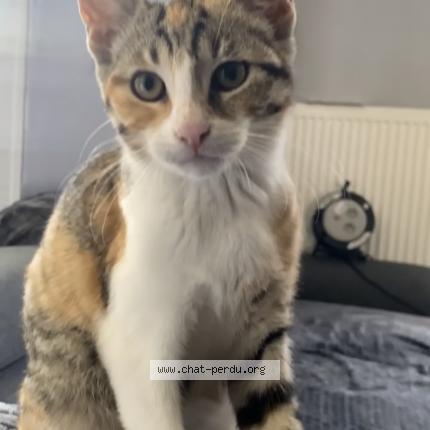 Photo de chat perdu à Pellouailles Les Vignes