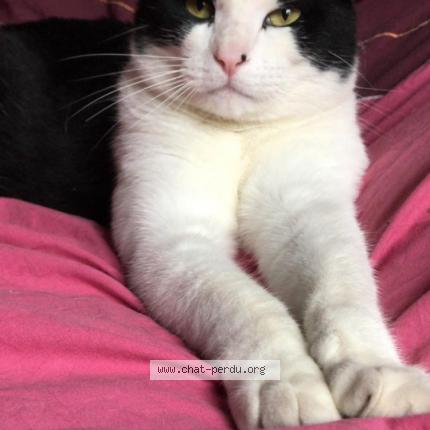 Photo 1/1 Chat retrouvé Perdu à Pernes Les Fontaines