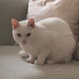 Photo de chat perdu à La Celle Saint Cloud