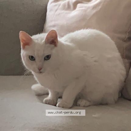 Photo 1/1 Chat retrouvé Perdu à La celle saint cloud
