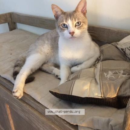 Photo 1/1 Hope Chat perdu à Sotta