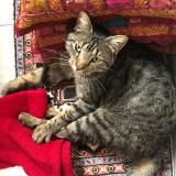 Photo de chat perdu à Ecommoy