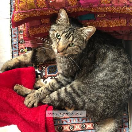 Photo 1/1 Chat retrouvé Perdu à Ecommoy