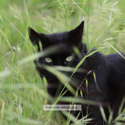 Photo 1/1 Chat retrouvé Perdu à Colomiers