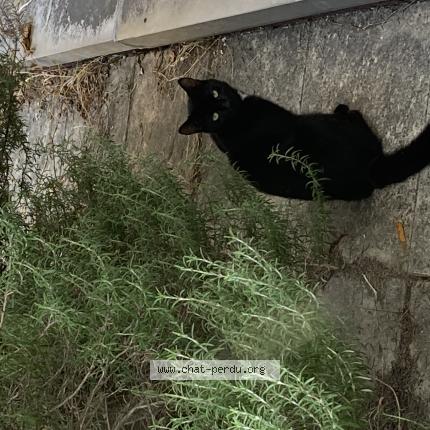 Photo 1/1 Chat retrouvé Trouvé à Grenoble