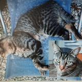 Photo de chat perdu à Reims