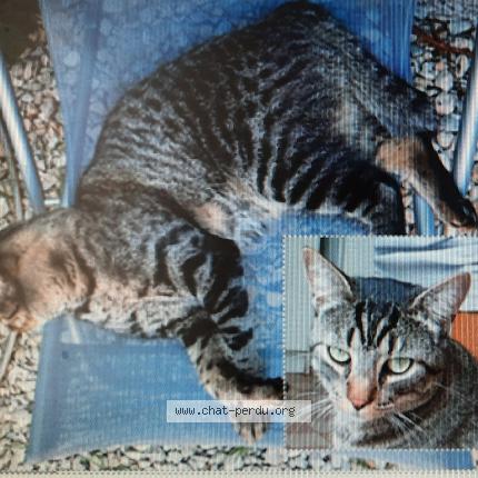 Photo 1/1 Chat retrouvé Perdu à Reims