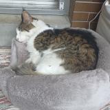 Photo de chat perdu à Versailles