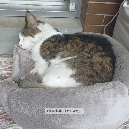 Photo 1/1 Chat retrouvé Perdu à Versailles