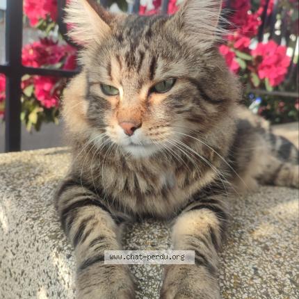 Photo 1/1 Chat retrouvé Perdu à Schiltigheim