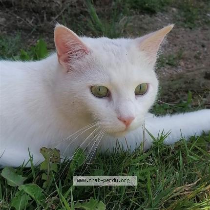 Photo 1/1 Chat retrouvé Perdu à Toulon Sur Arroux