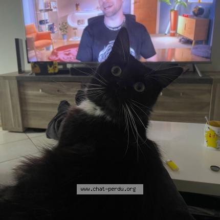 Photo de chat perdu à Viarmes