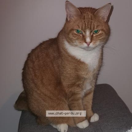 Photo 1/1 Chat retrouvé Perdu à Le Havre