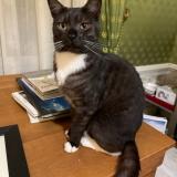 Photo de chat perdu à Mehun Sur Yevre