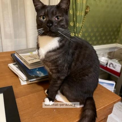 Photo 1/1 Chat retrouvé Perdu à Mehun sur yevre
