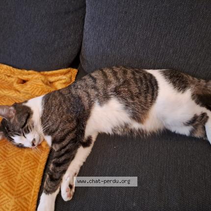 Photo 1/1 Chat retrouvé Perdu à Chaudenay