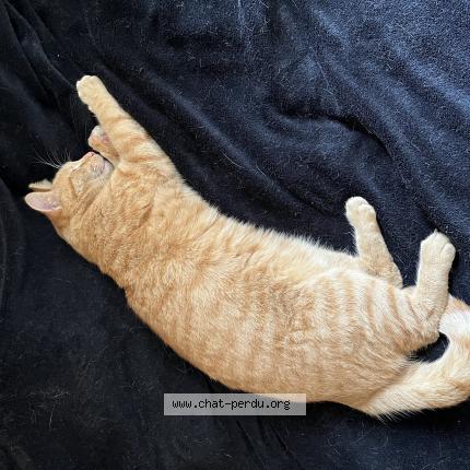 Photo de chat perdu à Angers