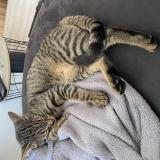 Photo de chat perdu à Saint Julien Sur Reyssouze