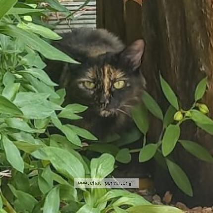 Photo de chat perdu à Aizenay