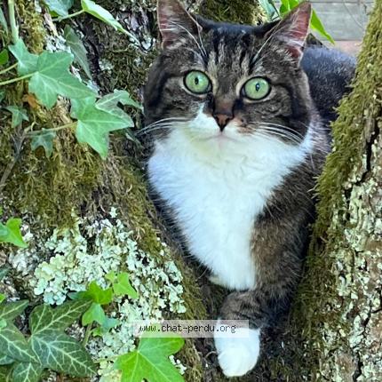 Photo de chat perdu à Petit Mars