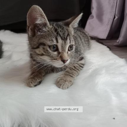 Photo 1/1 Chat retrouvé Perdu à Pontoise