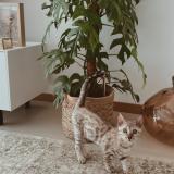Photo de chat perdu à Villars Sur Glane