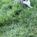 Photo de chat perdu à Saint Martin Le Chatel