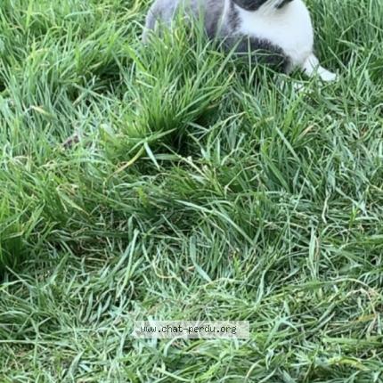 Photo 1/1 Chat retrouvé Perdu à Saint martin le chatel