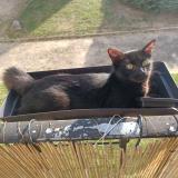 Photo de chat perdu à Chatou