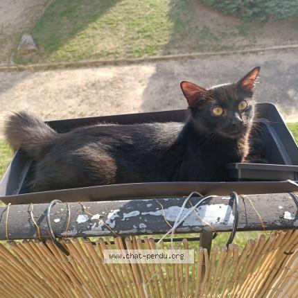 Photo 1/1 Chat retrouvé Perdu à Chatou