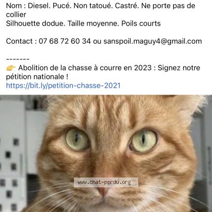 Photo 1/1 Chat retrouvé Perdu à Thonon Les Bains
