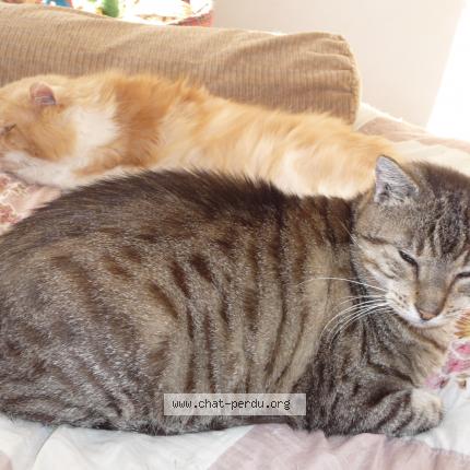 Photo 1/1 INOUK Chat perdu à Rosiers d egletons