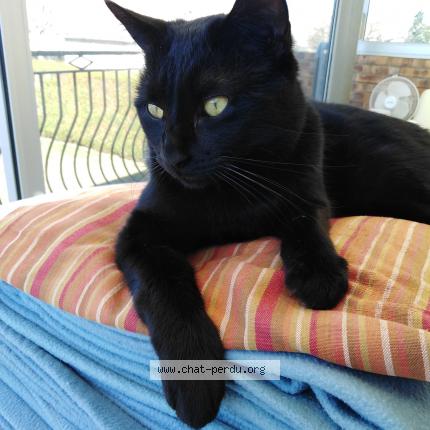 Photo de chat perdu à L Isle D Abeau