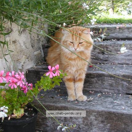 Photo 1/1 Chat retrouvé Perdu à Verneuil Le Chateau