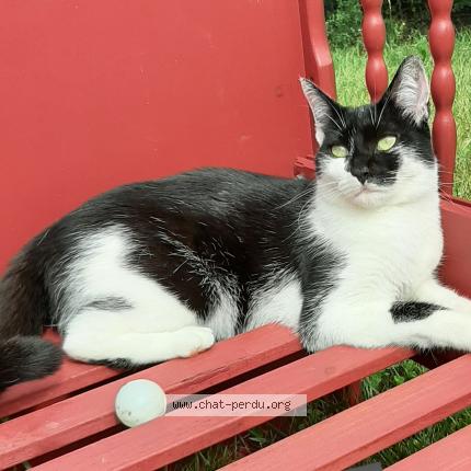 Photo 1/1 Chat retrouvé Perdu à St Loup Cammas