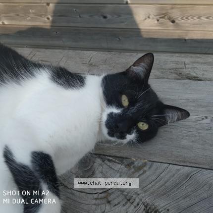 Photo 1/1 Chat retrouvé Perdu à Salagnon
