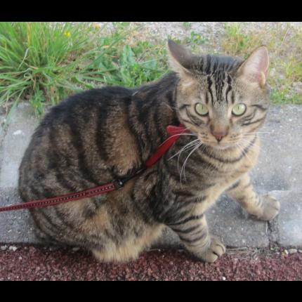 Photo de chat perdu à Montmorillon