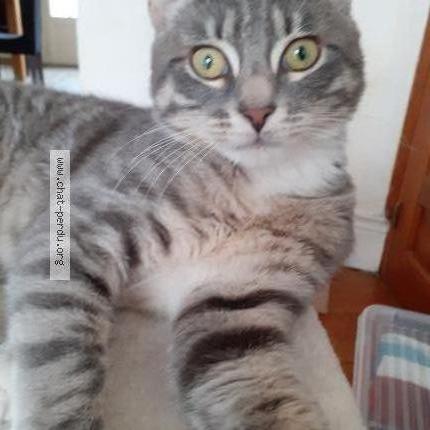 Photo 1/1 Chat retrouvé Perdu à Boulogne sur mer