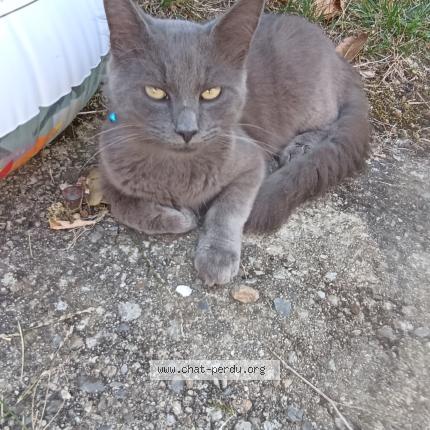Photo 1/1 Chat retrouvé Trouvé à Pamiers