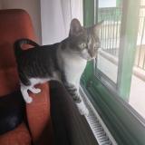 Photo de chat perdu à La Ferte Bernard