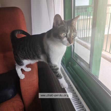 Photo 1/1 Chat retrouvé Perdu à La ferte bernard