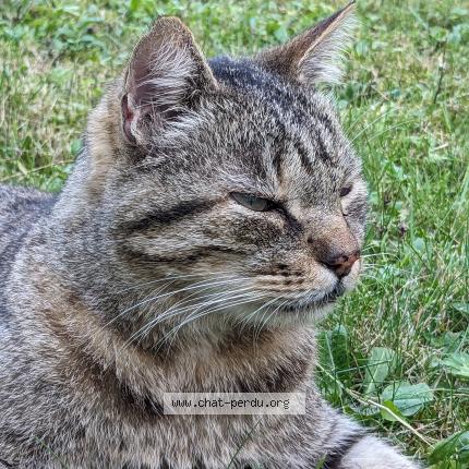 Photo 2/2 Chat retrouvé Trouvé à Metz