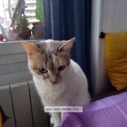 Photo 1/1 Minou Chat perdu à Marseille