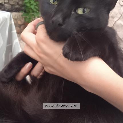 Photo 1/1 Chat retrouvé Perdu à Nazelles Negron